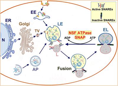 Interruption of Endolysosomal Trafficking After Focal Brain Ischemia